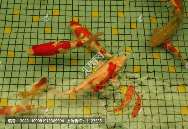 錦鯉魚