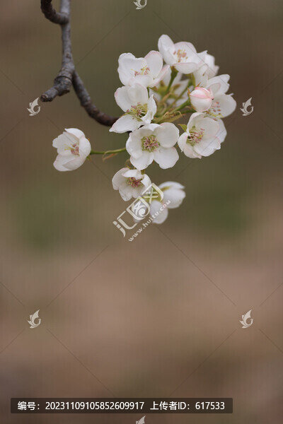 萊陽梨花