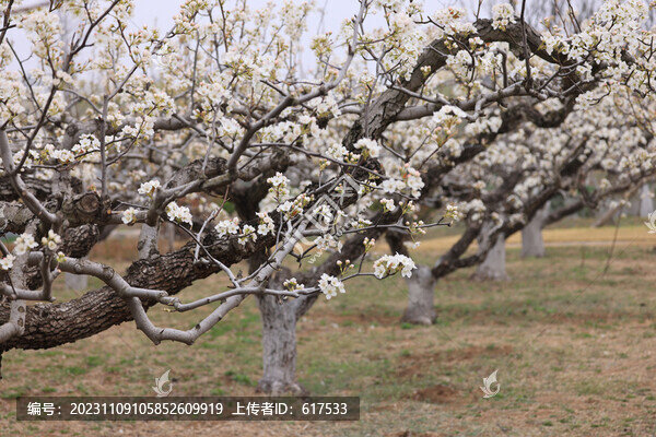 萊陽梨園