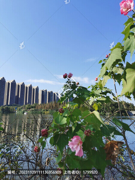芙蓉花