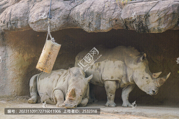 犀牛非洲野生動物