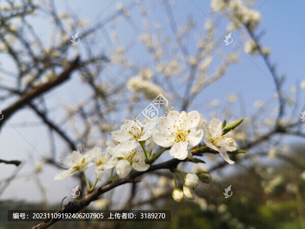 梨花盛開