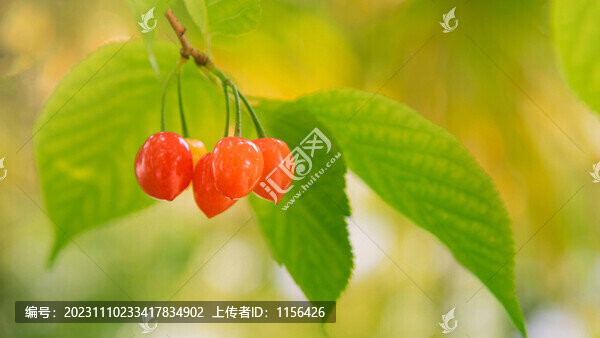 紅櫻桃