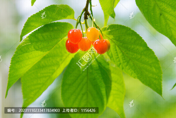 紅櫻桃