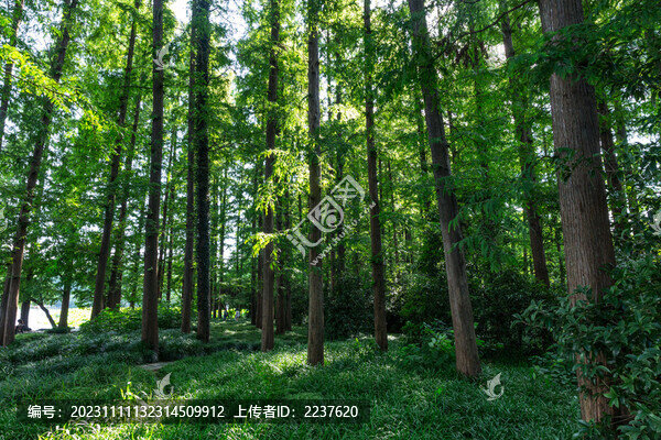樹林