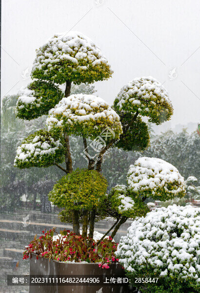 雪中景觀