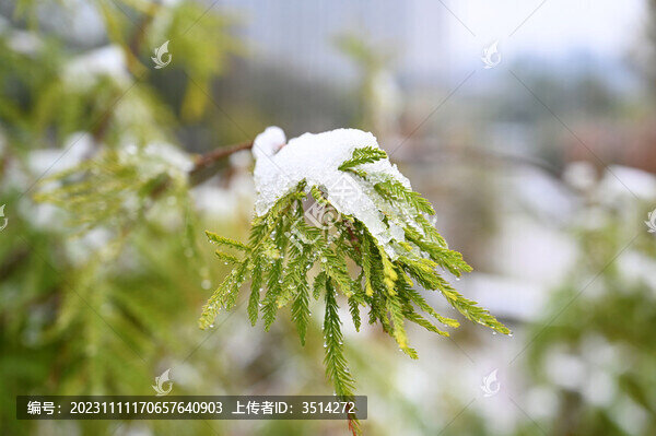 初雪壓樹(shù)梢