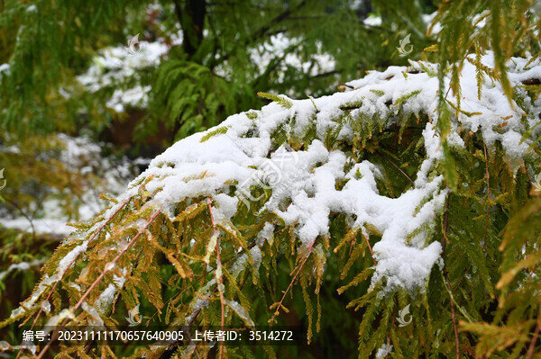 初雪壓樹梢