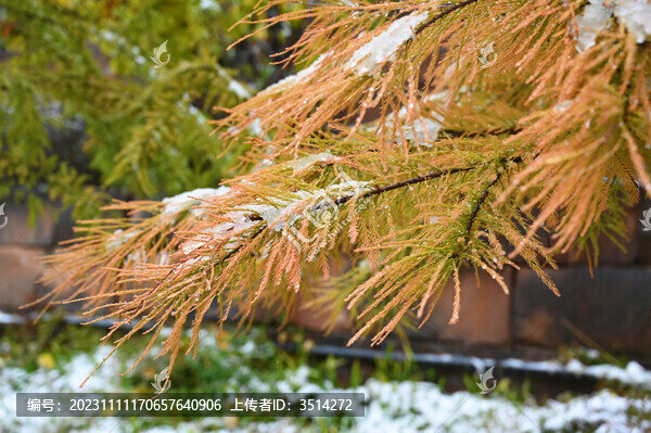 初雪壓樹梢