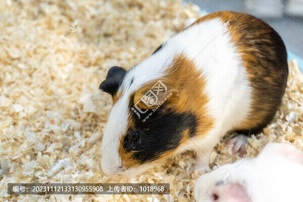 兔豚鼠