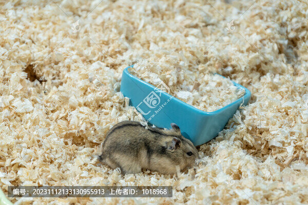 倉(cāng)鼠