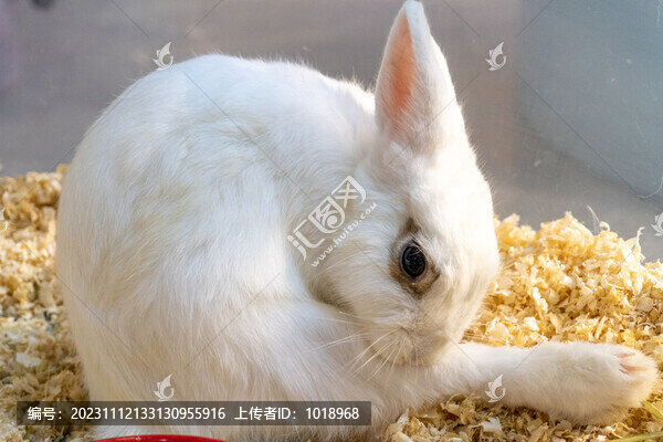 小玉兔