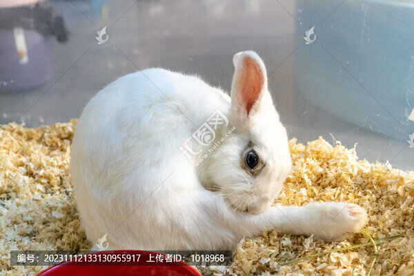 正在舔腳的白兔