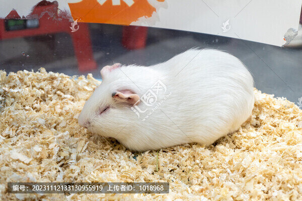 豚鼠