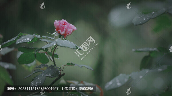 雨后的月季花