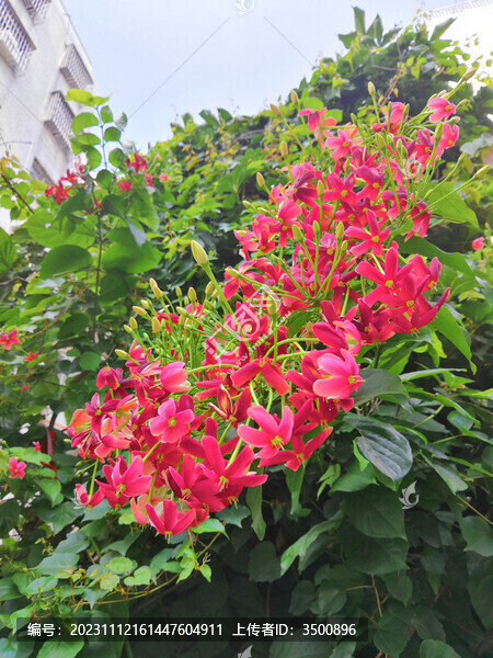 使君子花