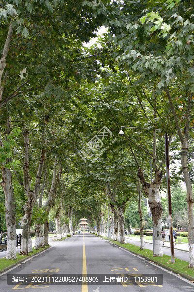 林蔭道