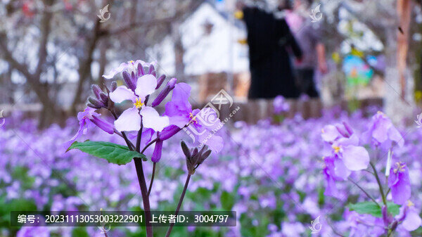 紫色油菜花
