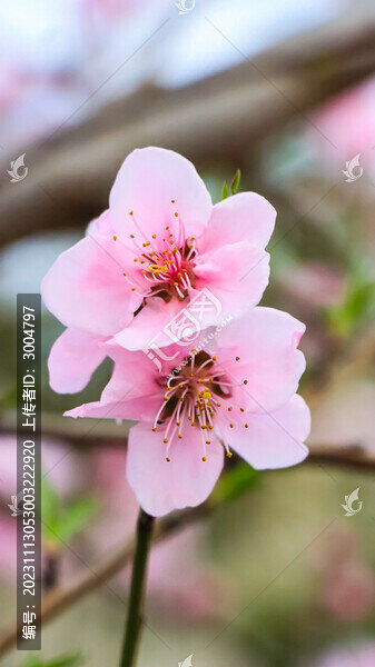 桃花