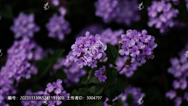 蔓馬纓丹
