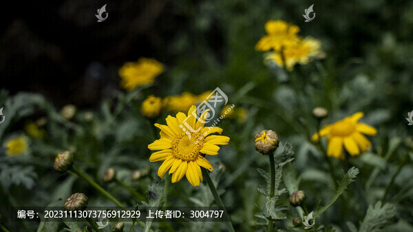 菊花