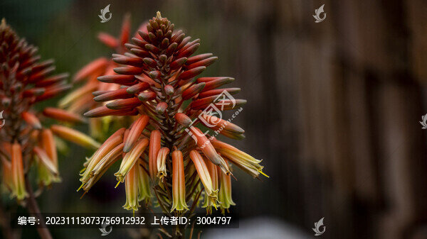 火炬花