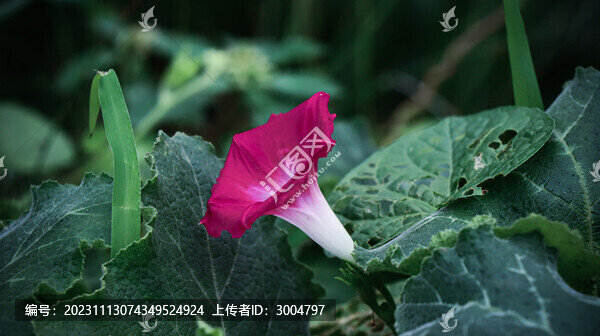 喇叭花