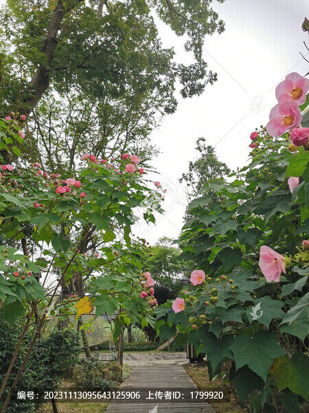 芙蓉花