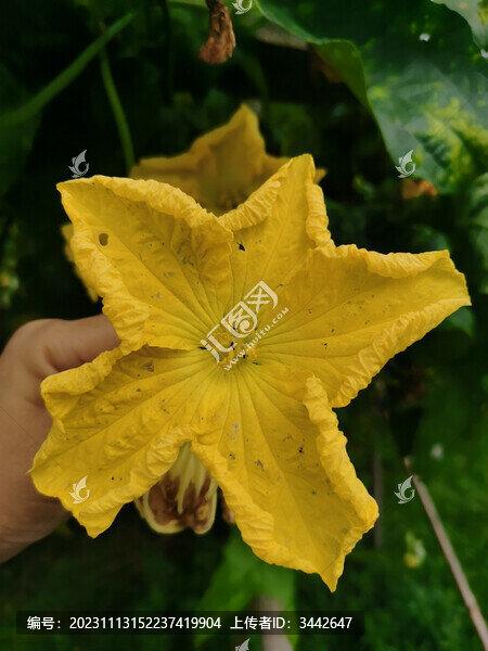 絲瓜花特寫