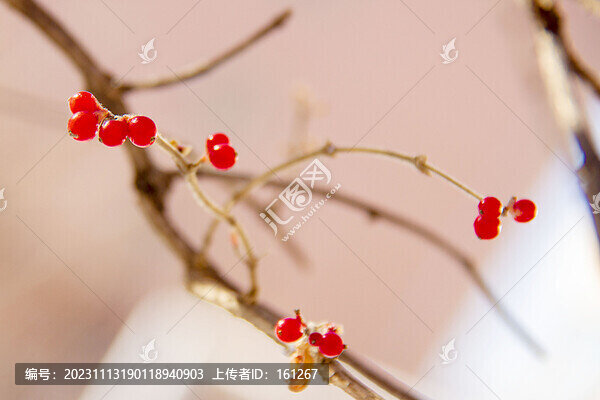 冬季忍冬果