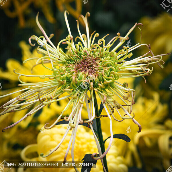 唯美菊花