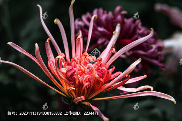 唯美菊花