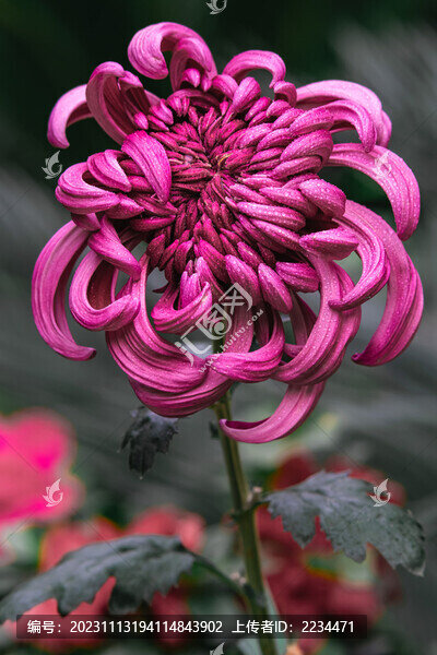 唯美菊花