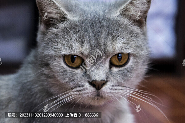 貓