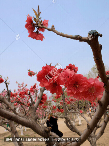 桃花
