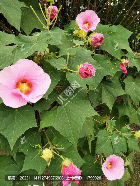 芙蓉花