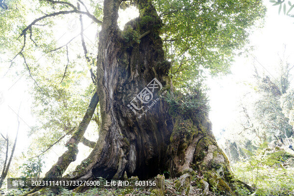 黑森林