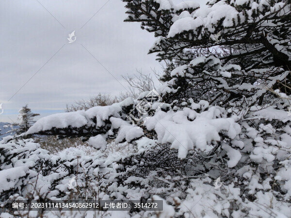 秦嶺山頂積雪杉樹