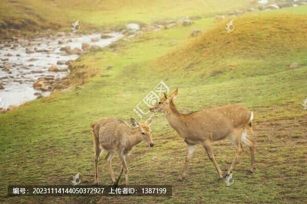 哈爾濱伊春金山鹿苑梅花鹿