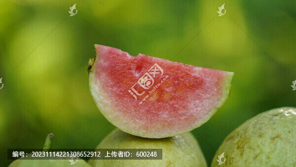 紅心芭樂果