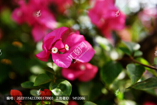 勒杜鵑