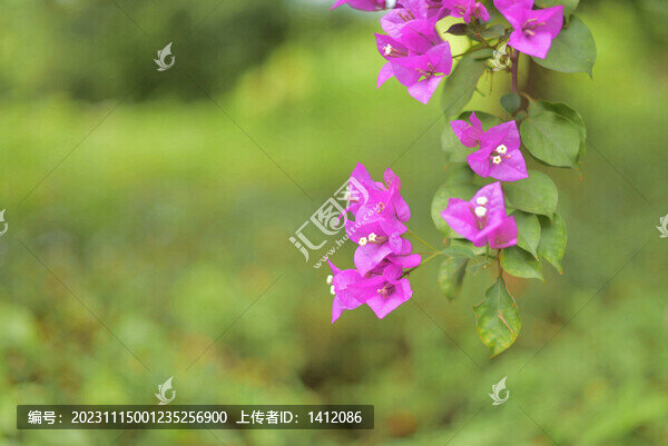勒杜鵑