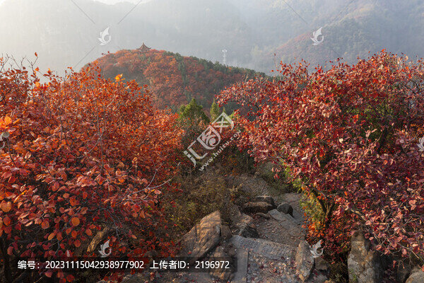 層林盡染美圖