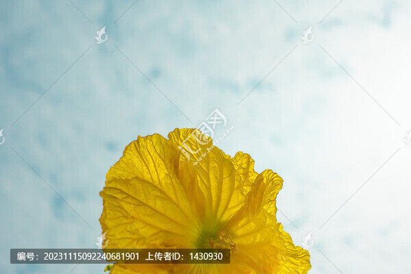 絲瓜花