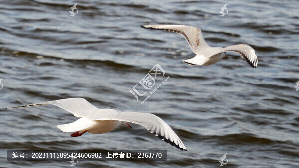 比翼鳥