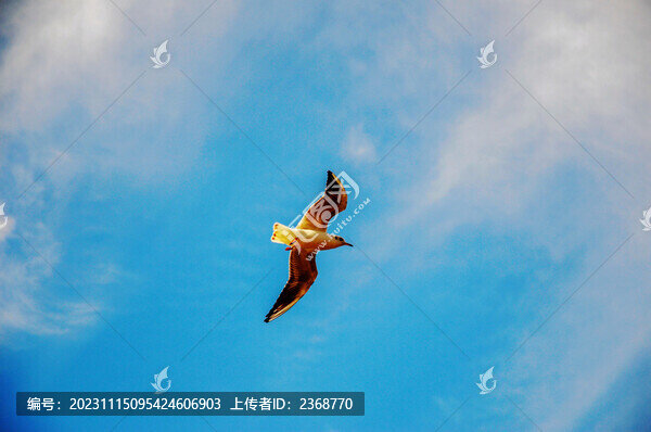 天高任鳥飛