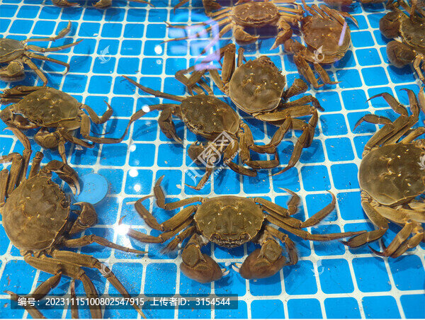 魚(yú)缸里的螃蟹