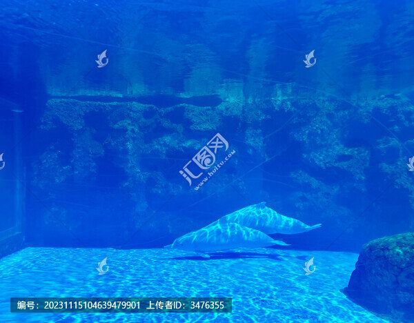 海豚