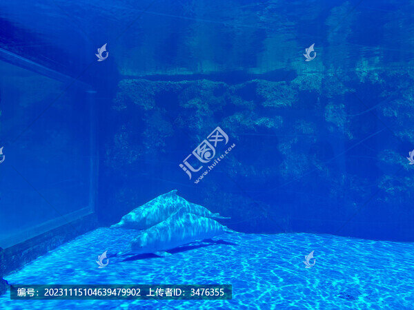 海豚