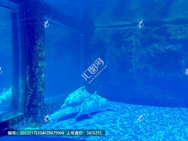 海豚